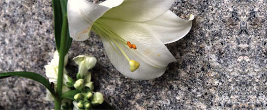 Blume die auf einem Stein liegt.